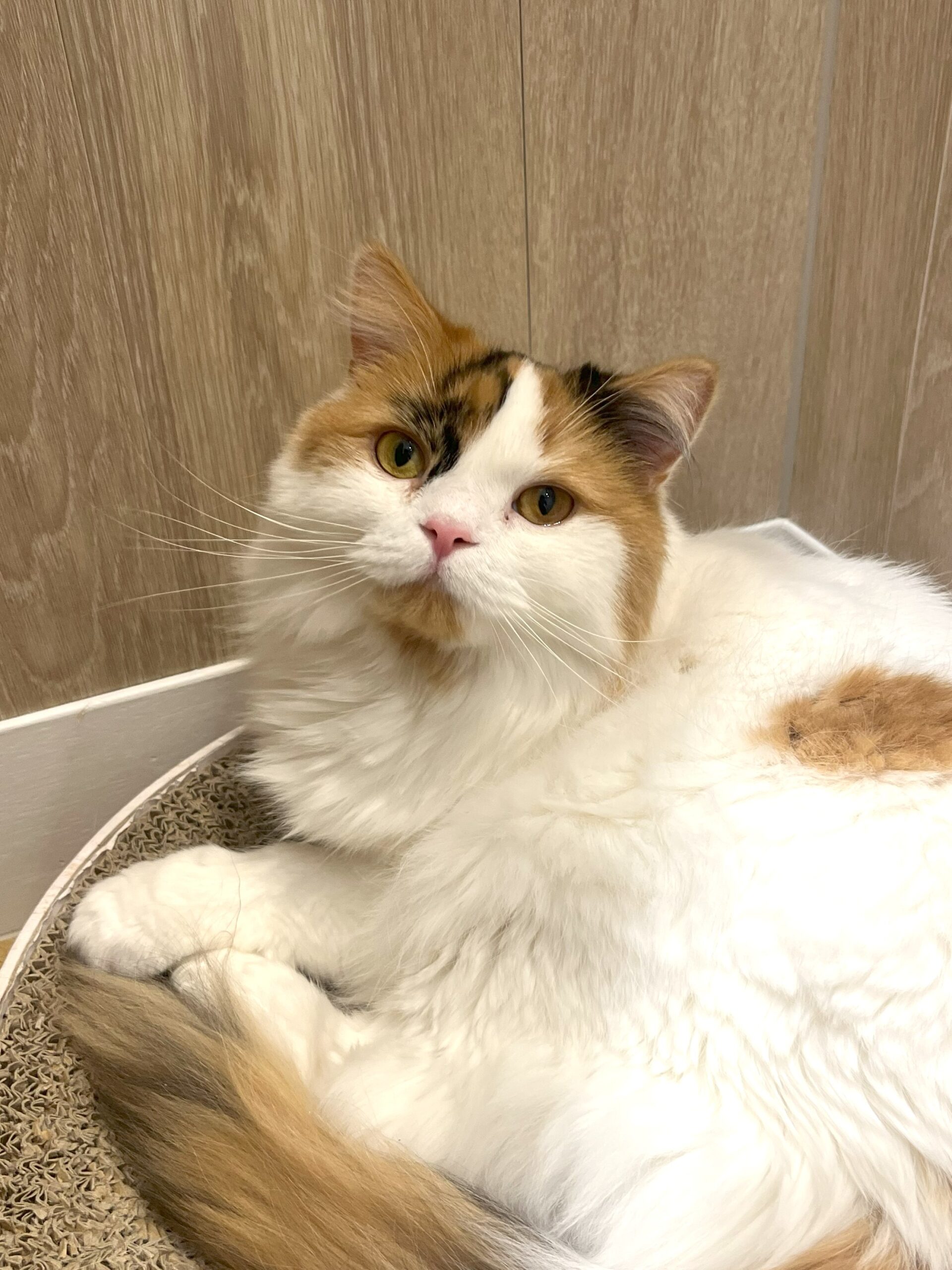  ちょび のスコティッシュフォールド（ちょびちゃん）の写真