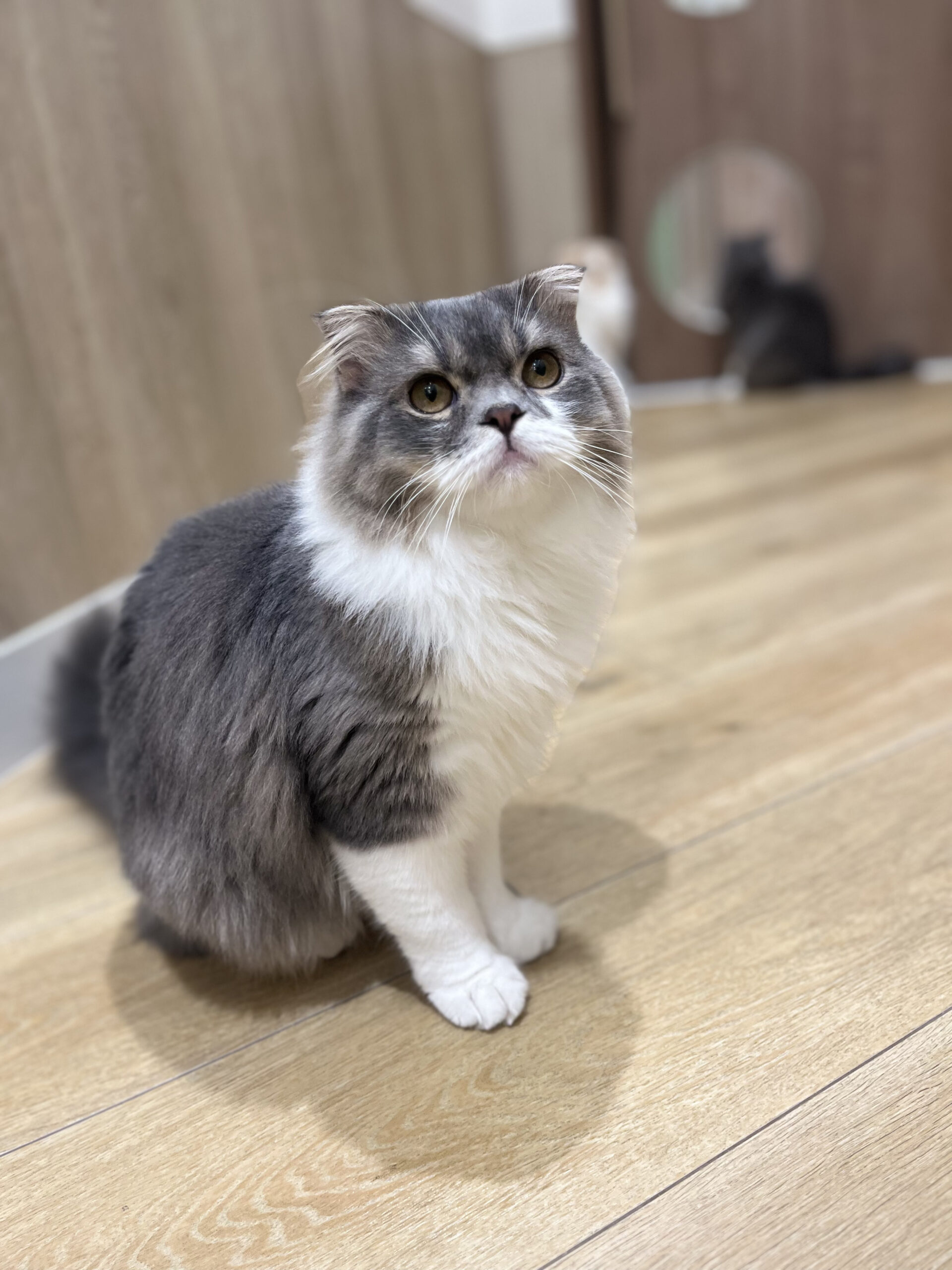  ほたて のスコティッシュフォールド（ほたてちゃん）の写真