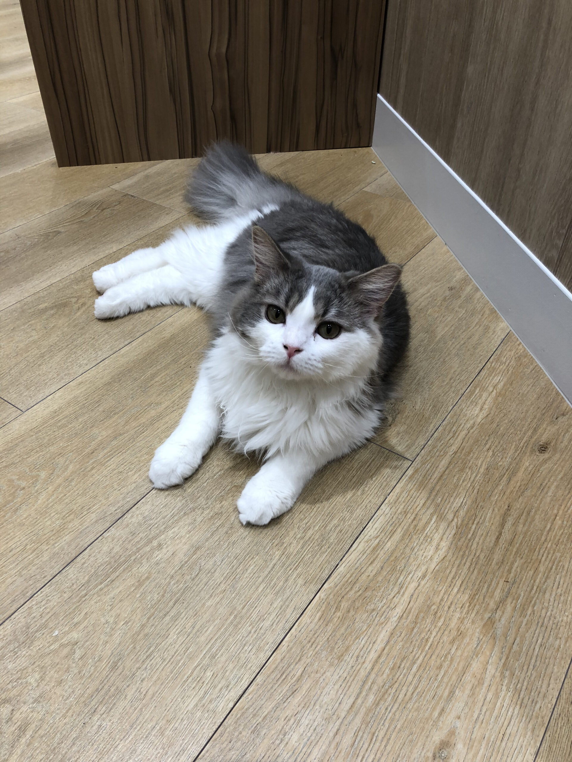  めかぶ のサイベリアン（めかぶちゃん）の写真