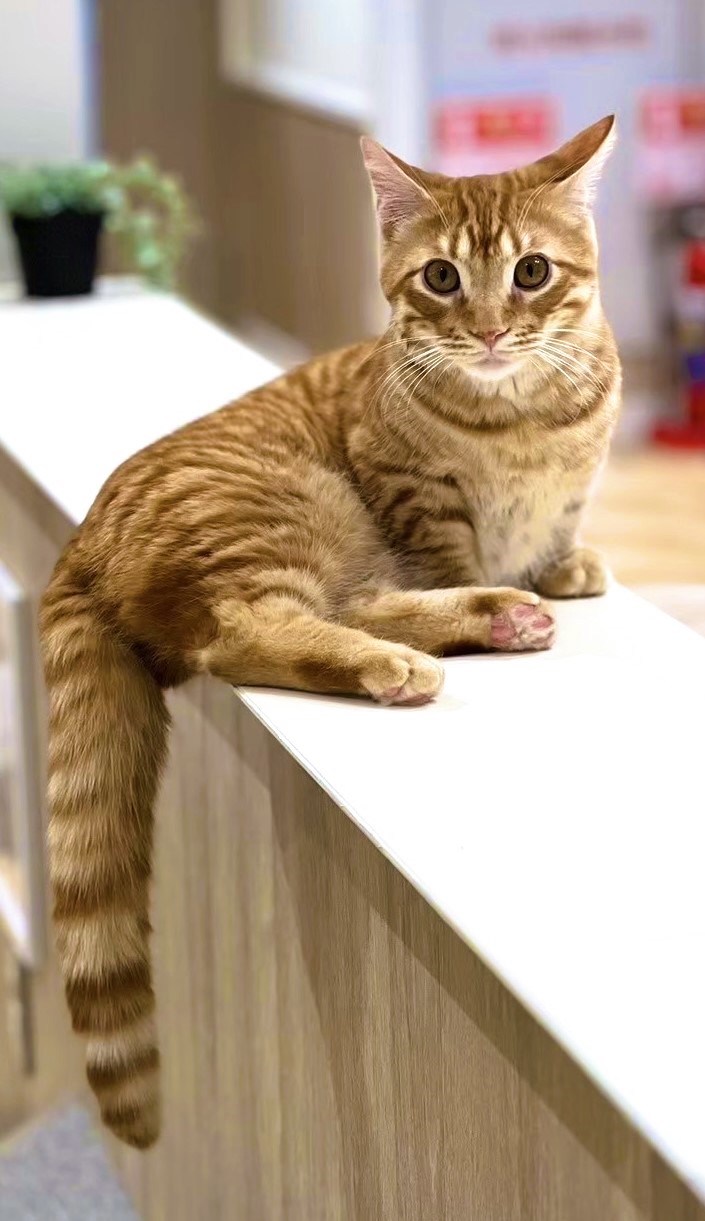  めぐ のマンチカン（めぐちゃん）の写真
