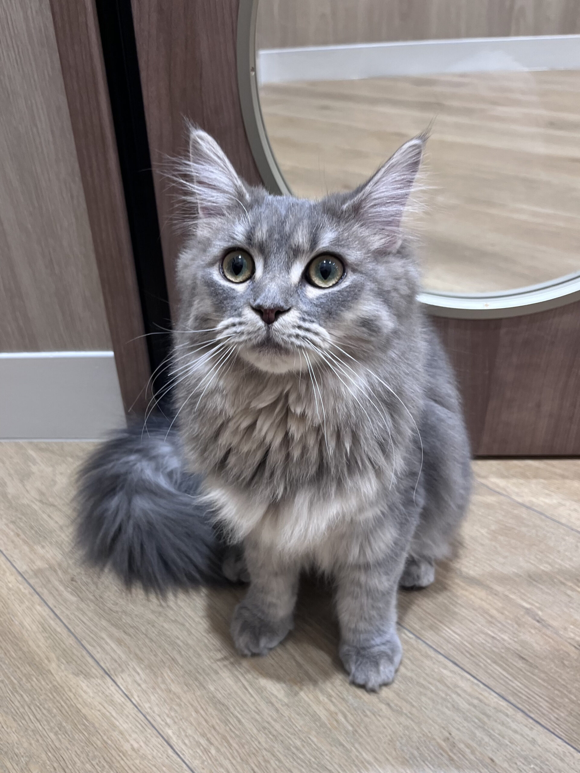  もみじ のサイベリアン（もみじちゃん）の写真