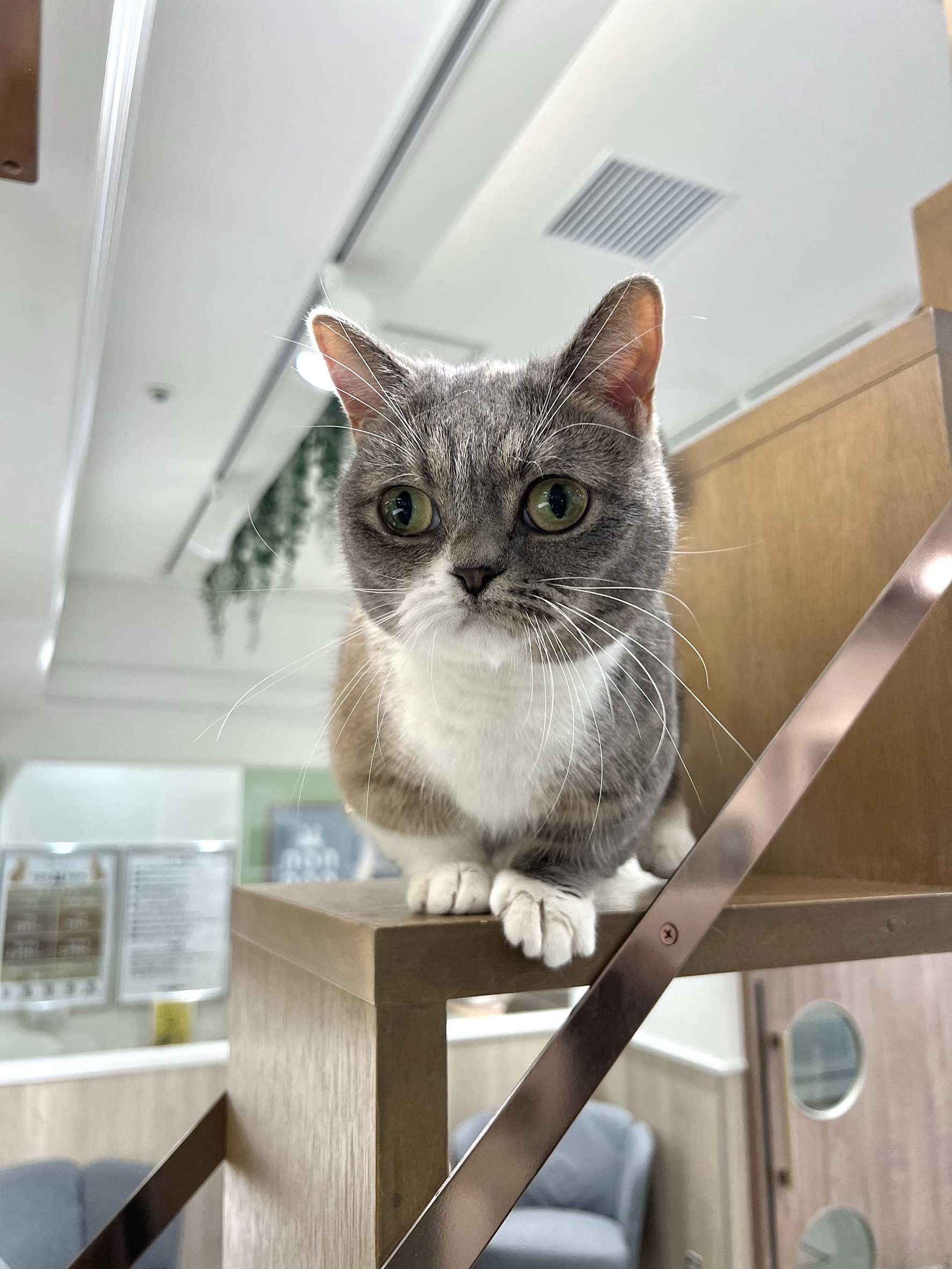       るな      のマンチカン（るなちゃん）の写真