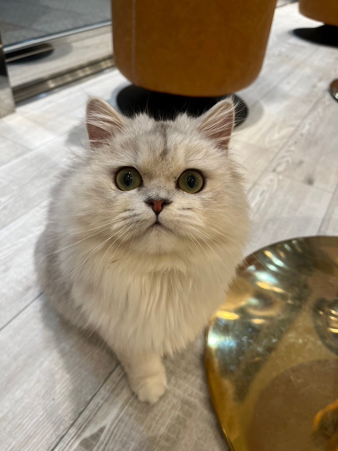  わたあめ のペルシャ（わたあめちゃん）の写真