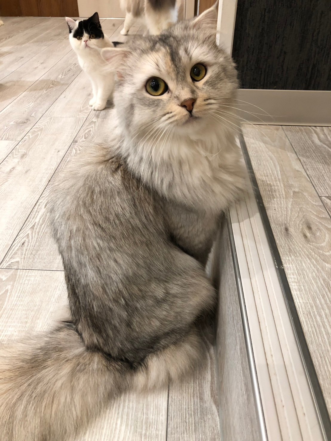  イクラ のスコティッシュフォールド（イクラちゃん）の写真