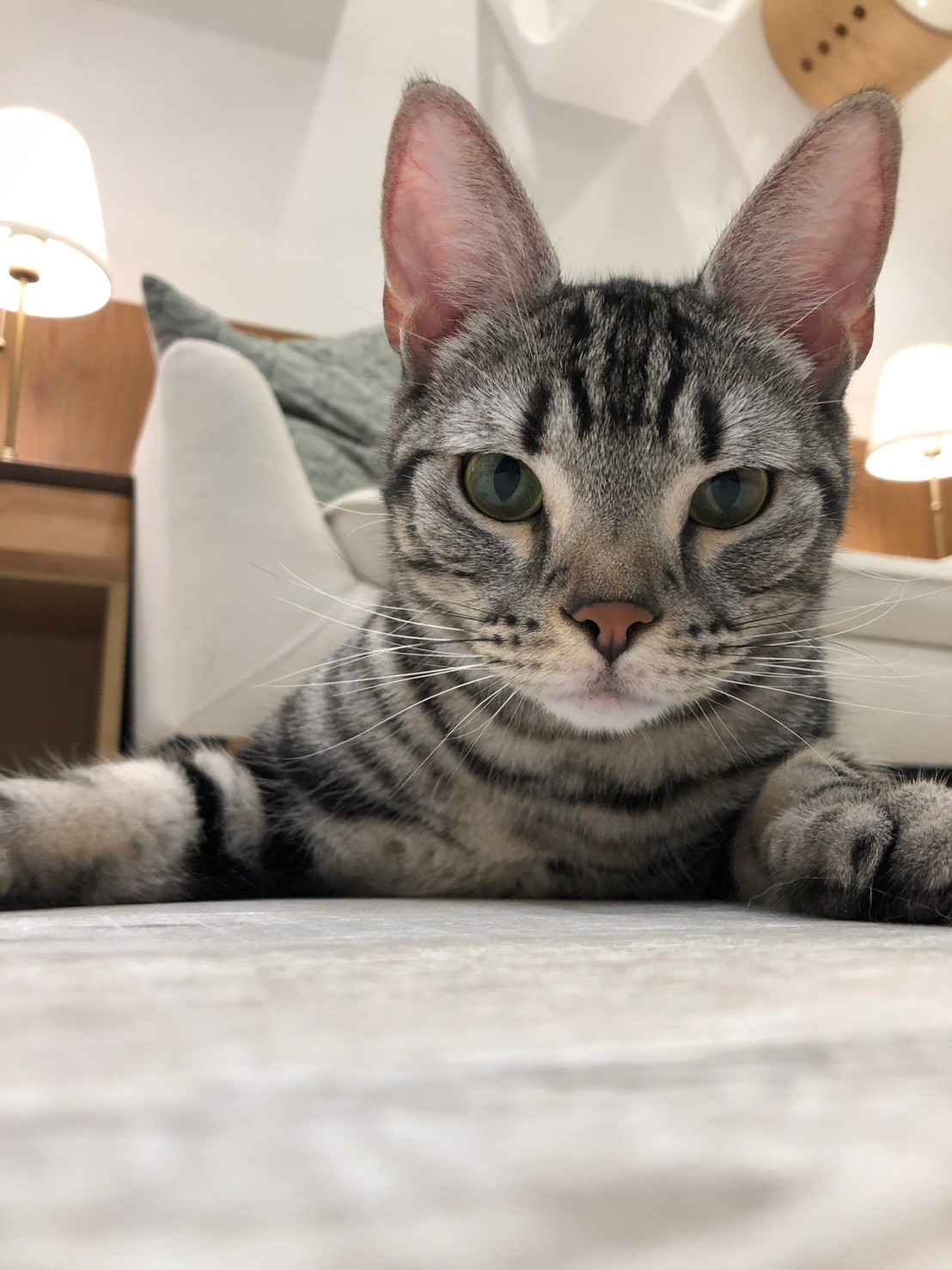  キッド のアメリカンショートヘア（キッドちゃん）の写真