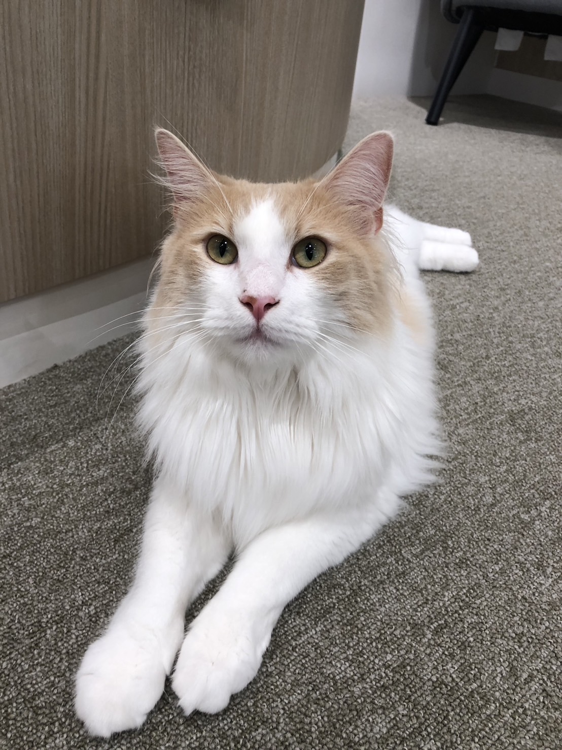  サボ のノルウェージャンフォレストキャット（サボちゃん）の写真