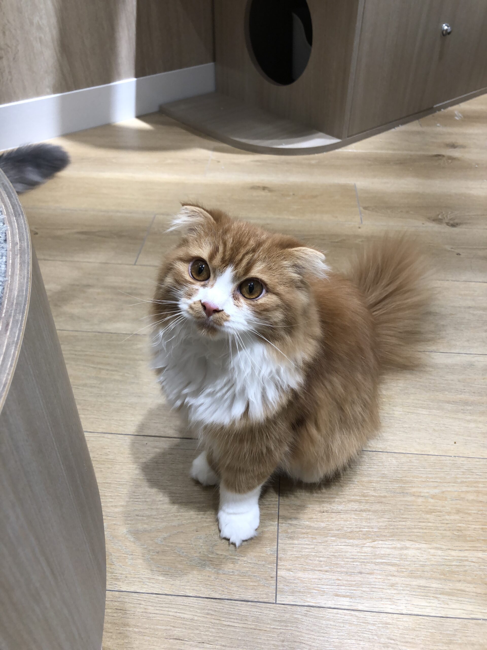  ジンジャー のスコティッシュフォールド（ジンジャーちゃん）の写真
