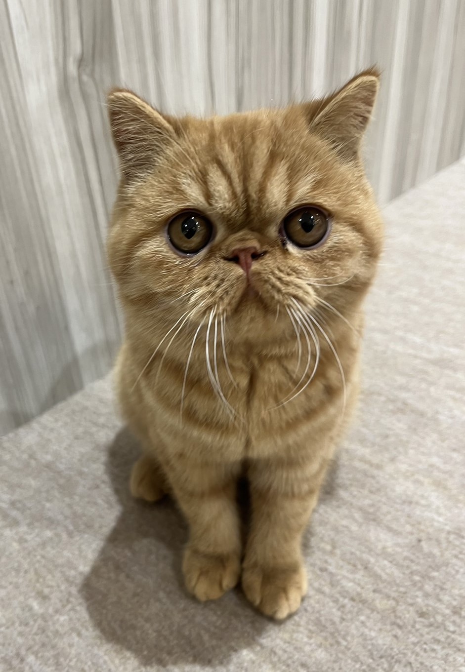  ピコ のエキゾチックショートヘア（ピコちゃん）の写真