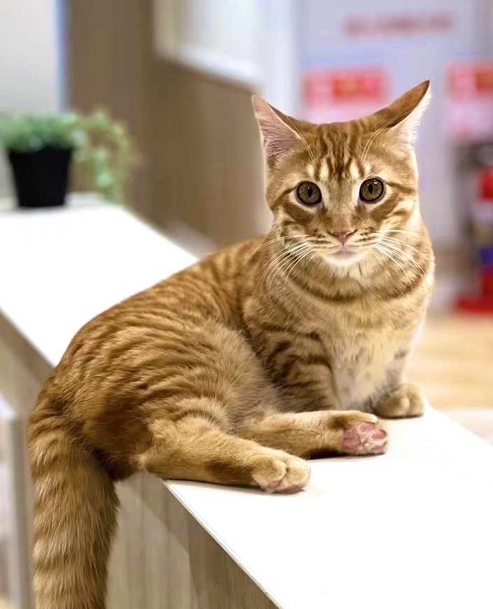  めぐ のマンチカン（めぐちゃん）の写真