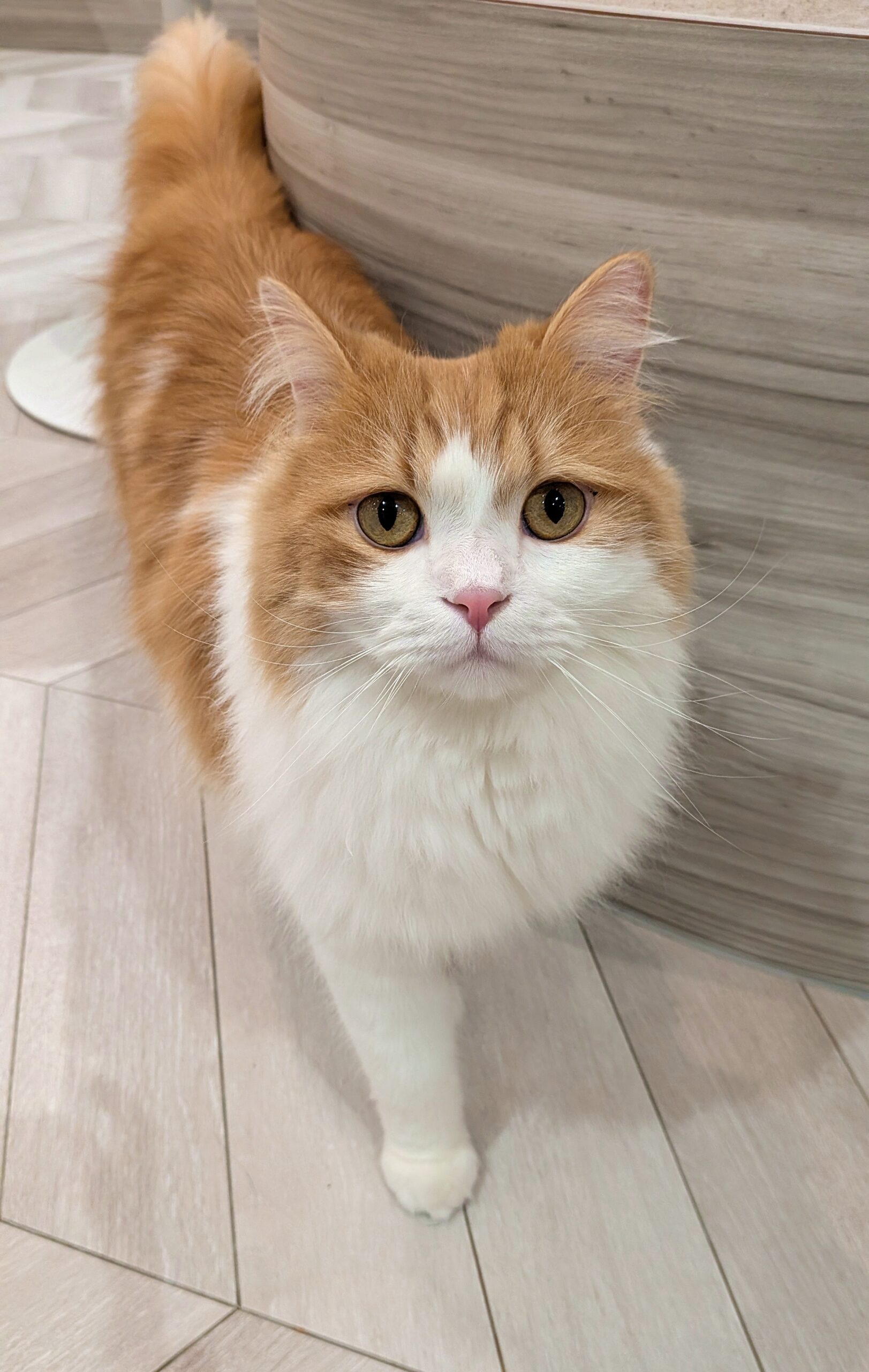       キキ      のラガマフィン（キキちゃん）の写真