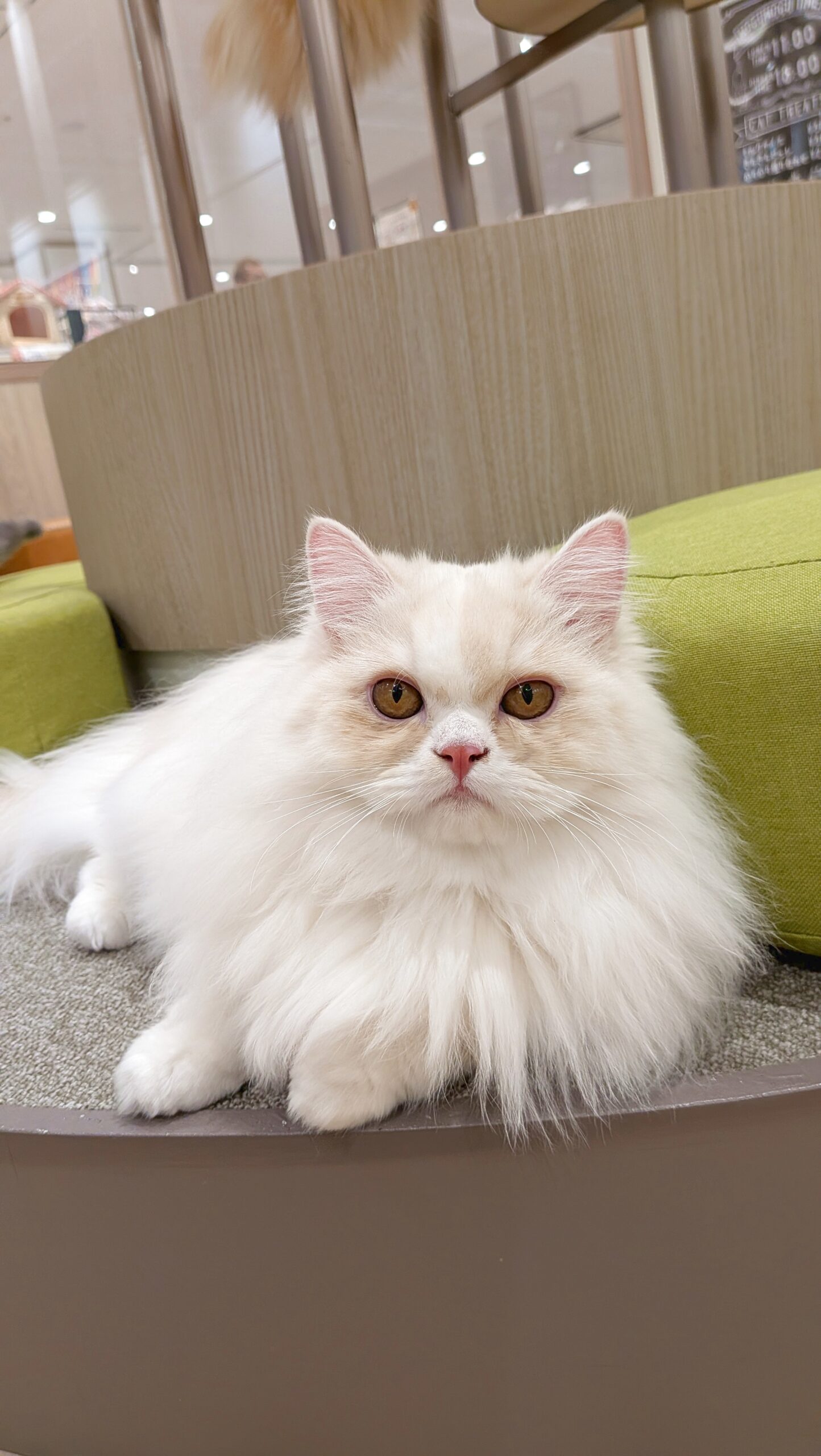  コットン のミヌエット（コットンちゃん）の写真